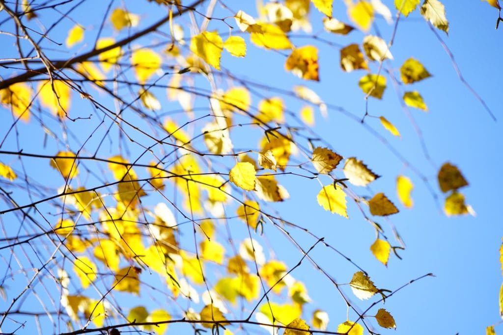 Weeping Birch