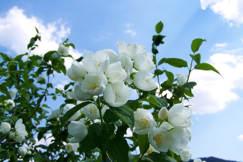 White jasmine flower