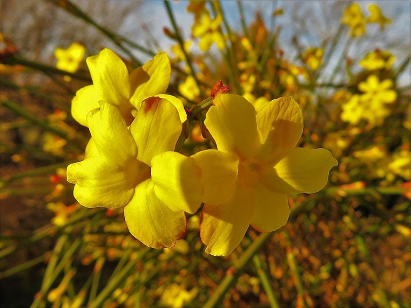 Winter Jasmine Flowers