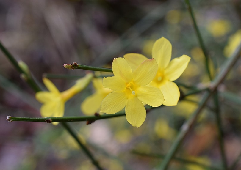 Winter Jasmine