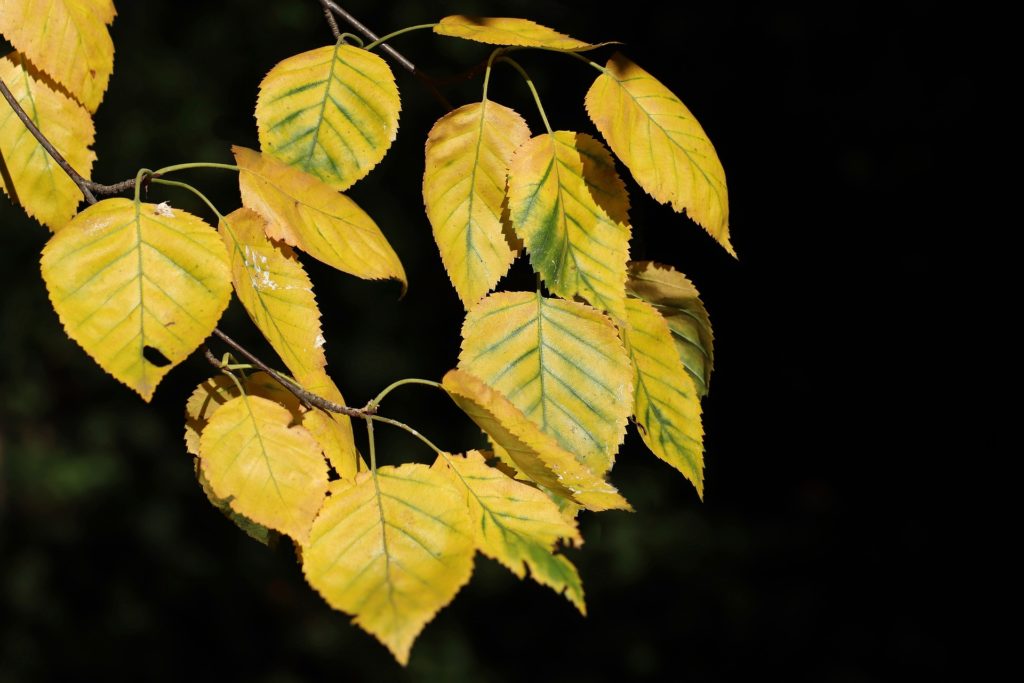 Yellow Birch