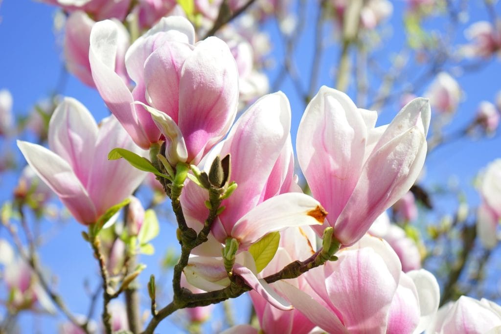 Yulan Magnolia