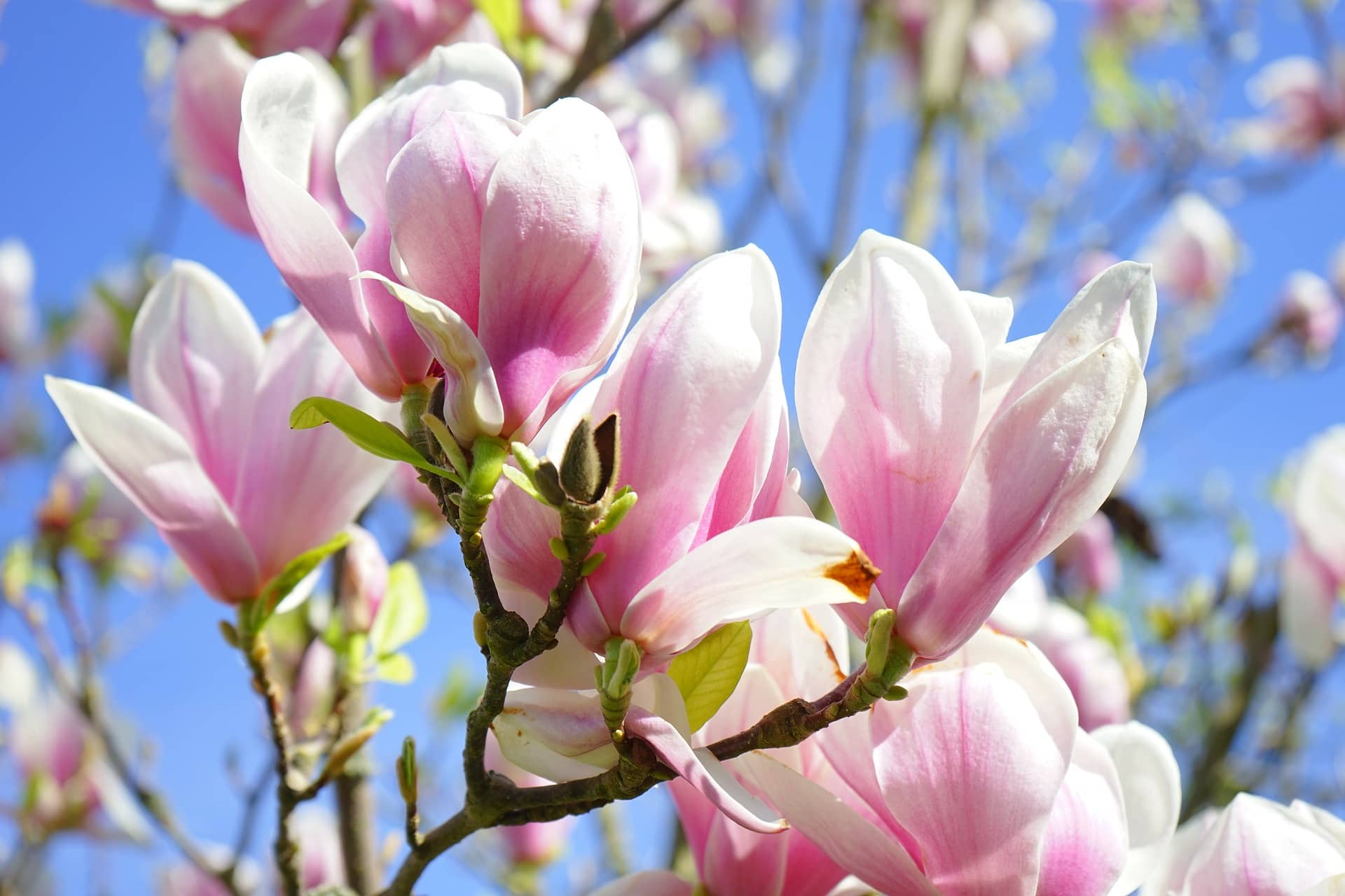 Yulan Magnolia