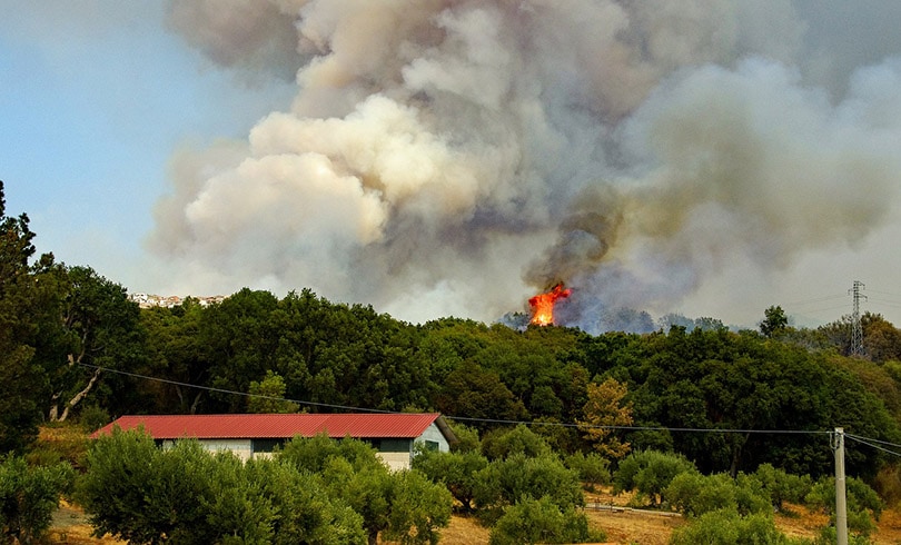 a forest caught fire in summer