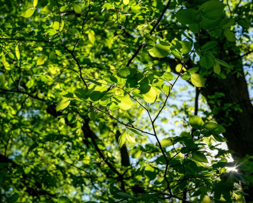 alder tree