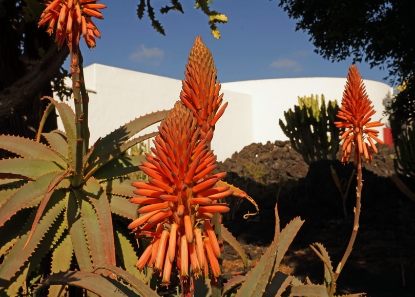 aloe vera flower