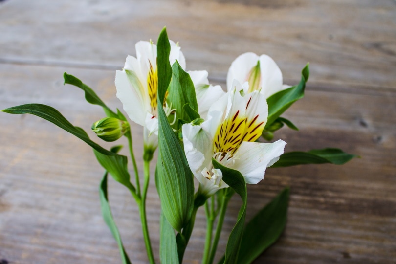 alstroemeria flower
