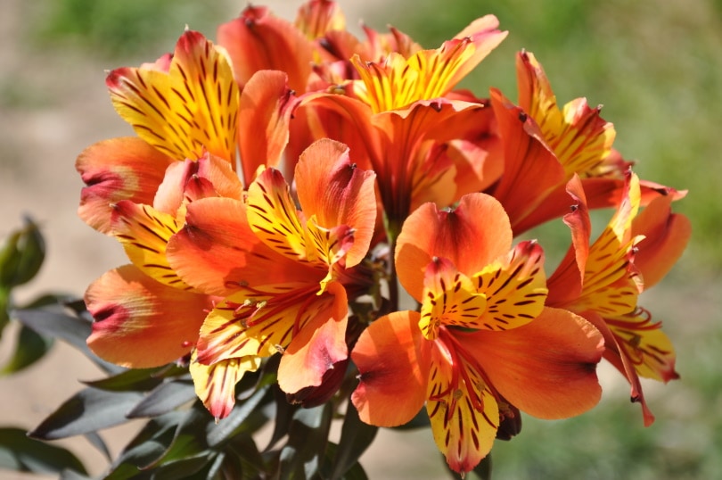 alstroemeria orange flower