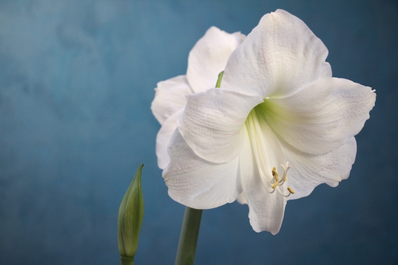 amaryllis flower