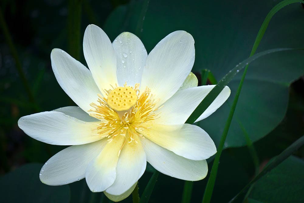 American lotus