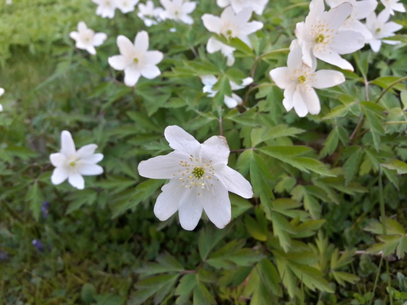 anemone flower