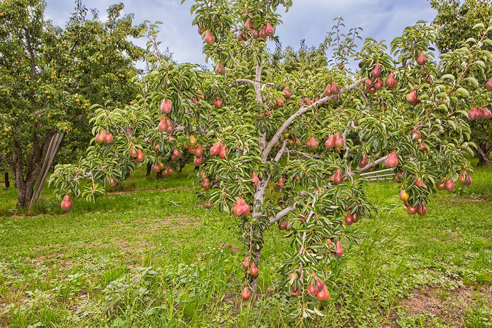 anjou pear tree