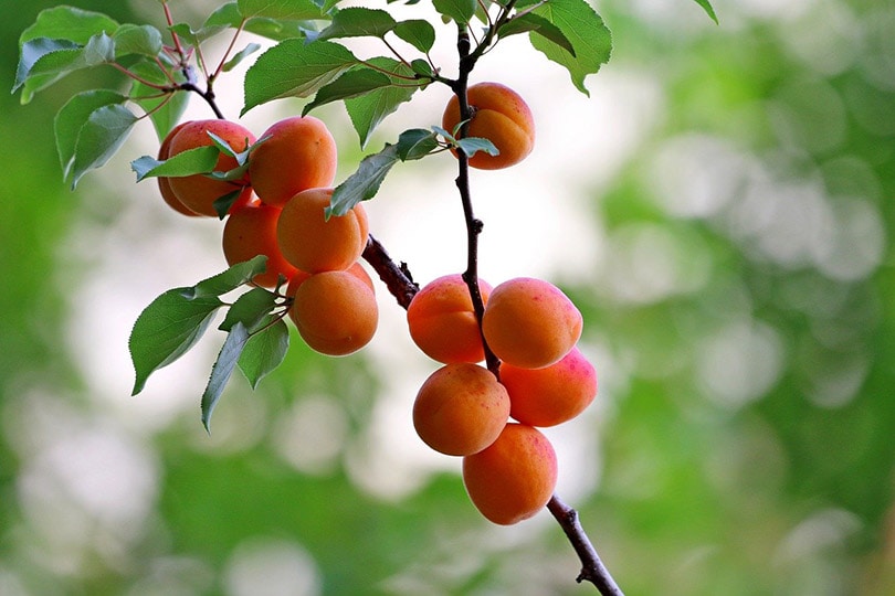 apricot tree