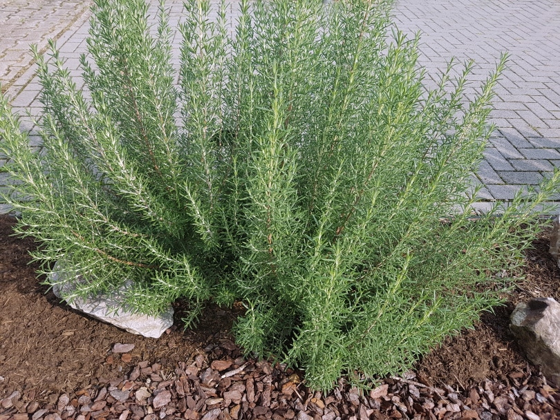 arp rosemary