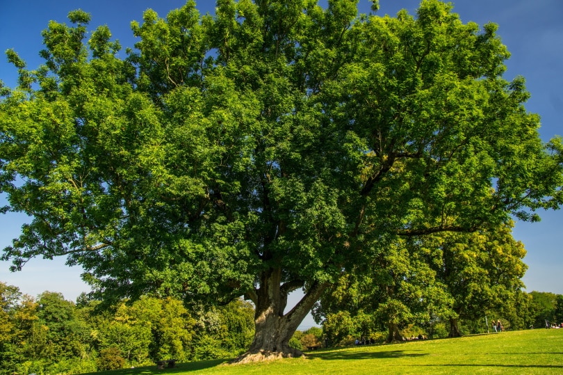 ash tree