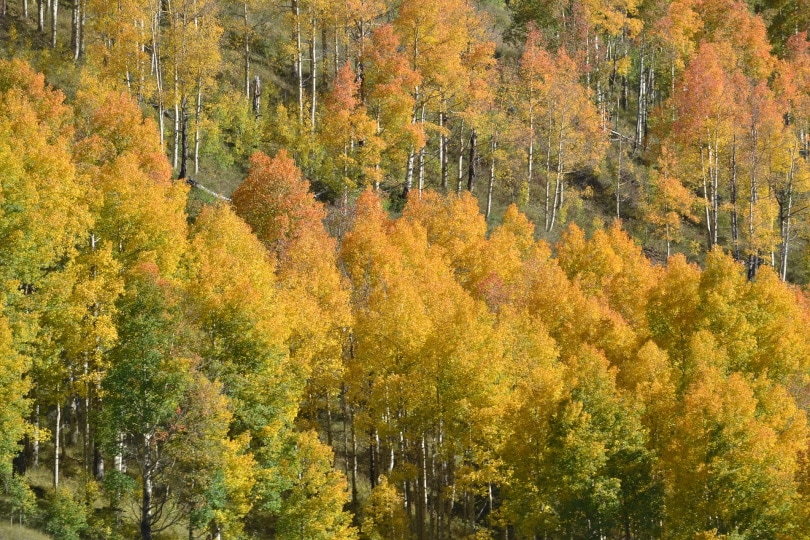 aspen trees