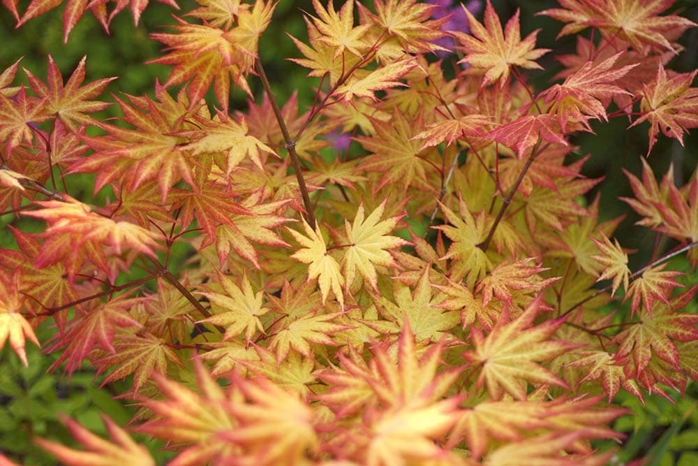 autumn moon maple tree