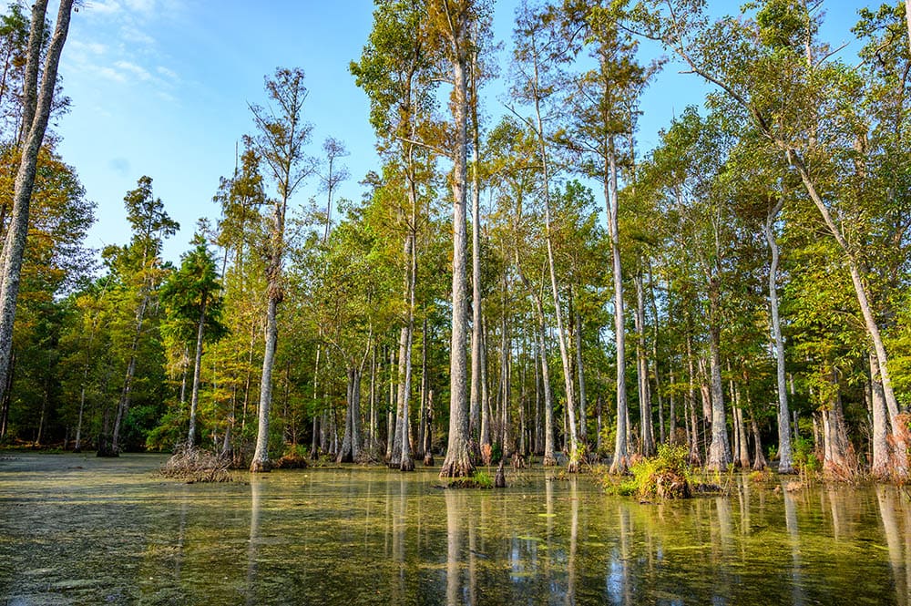 Bald cypress trees