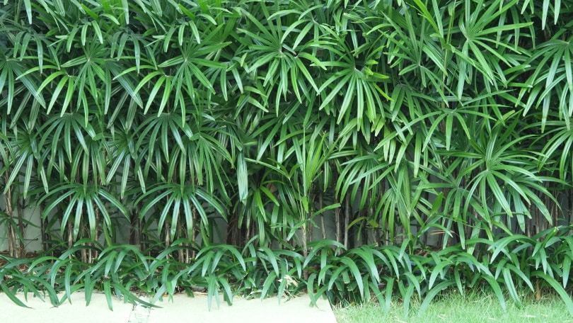 bamboo-palm