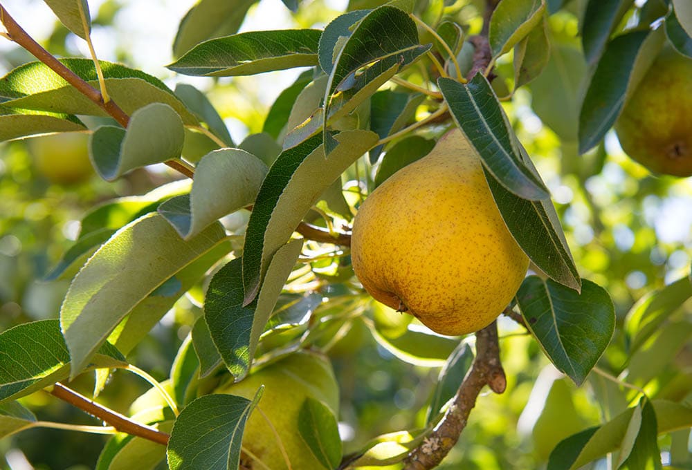 Bartlett pear tree
