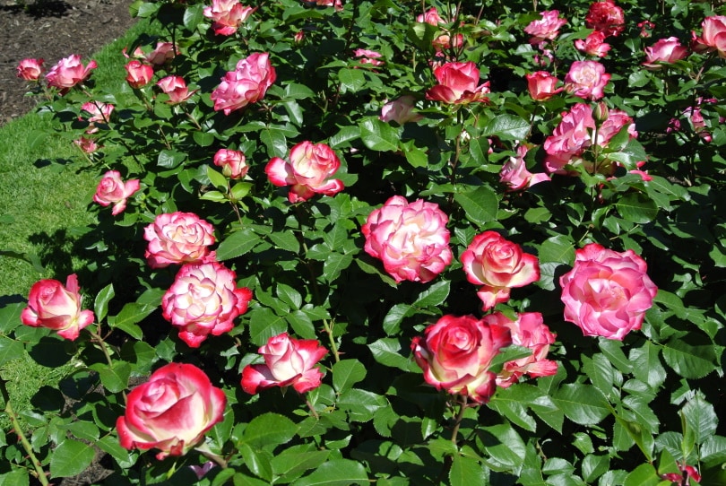 beautiful cherry parfait rose
