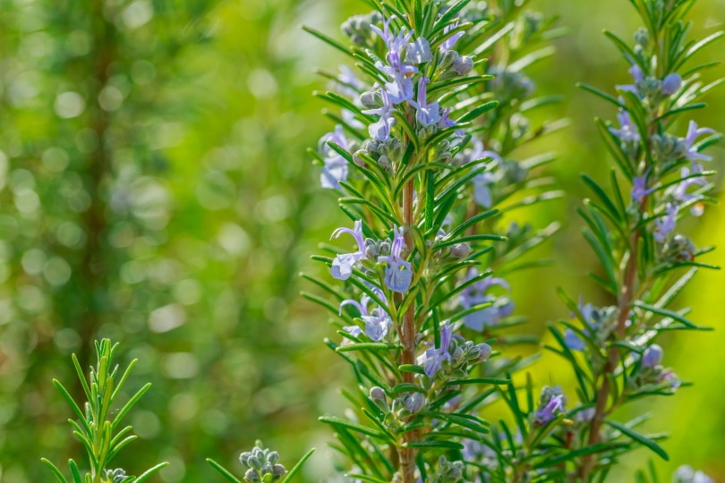 benenden blue rosemary