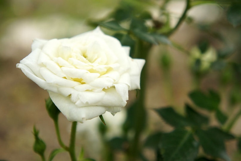 bianco roses