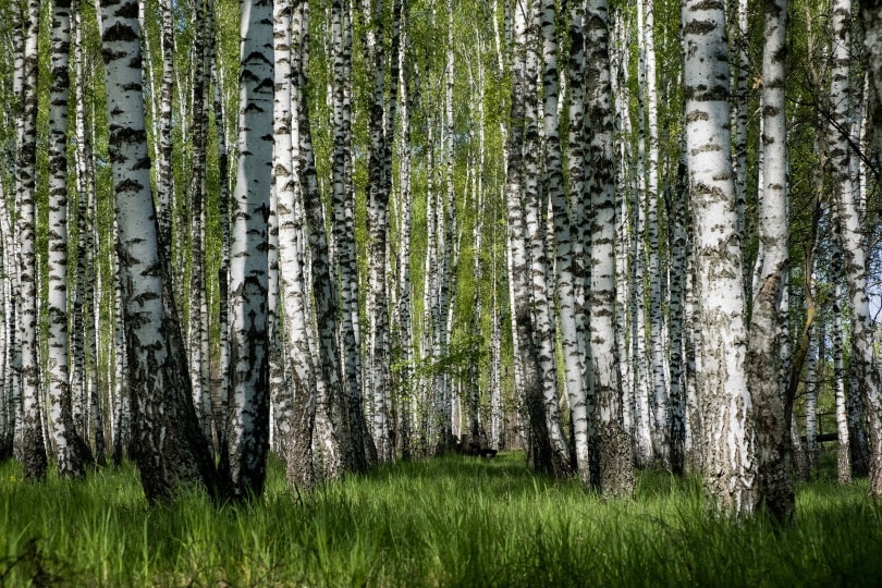 birch tree