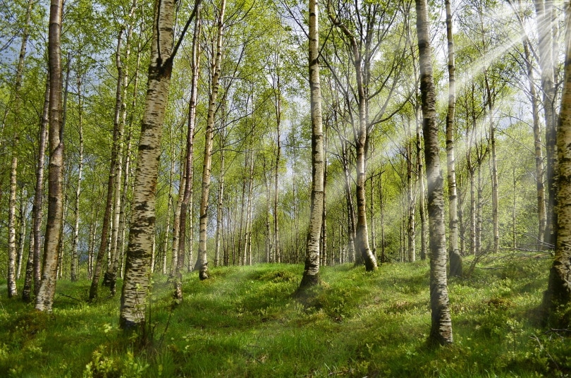 birch trees with sunbeam