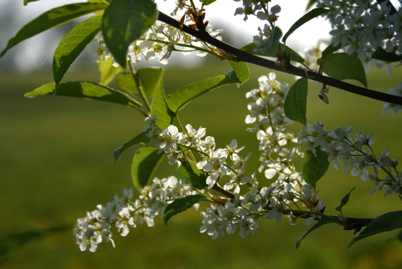 bird cherry tree