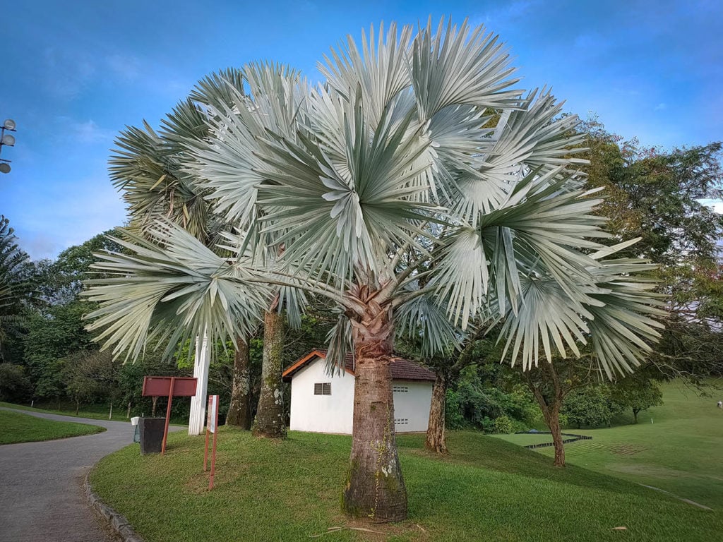 bismarck palm tree