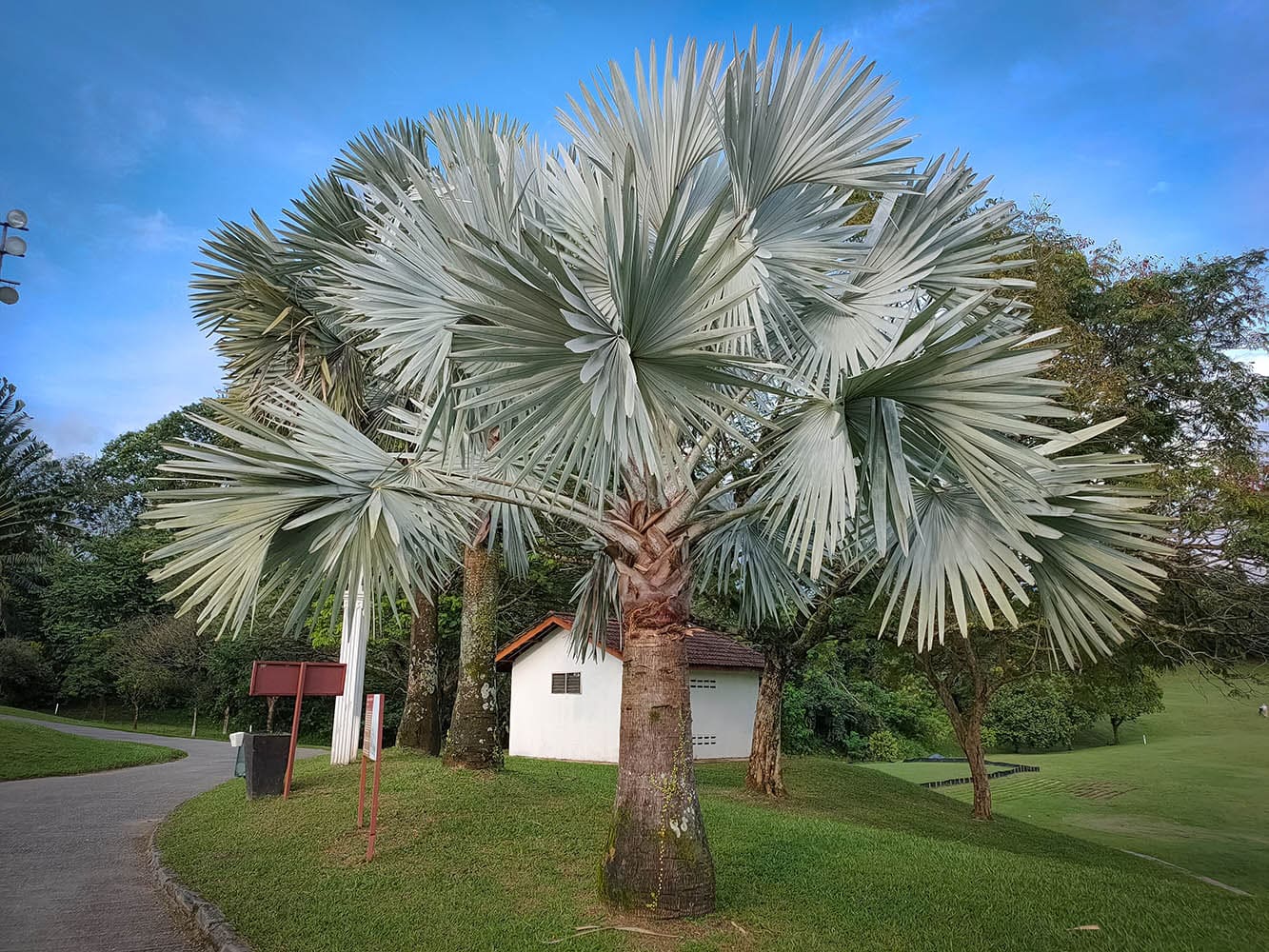 bismarck palm tree