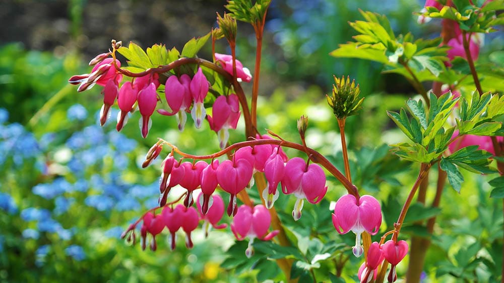 bleeding heart flowers