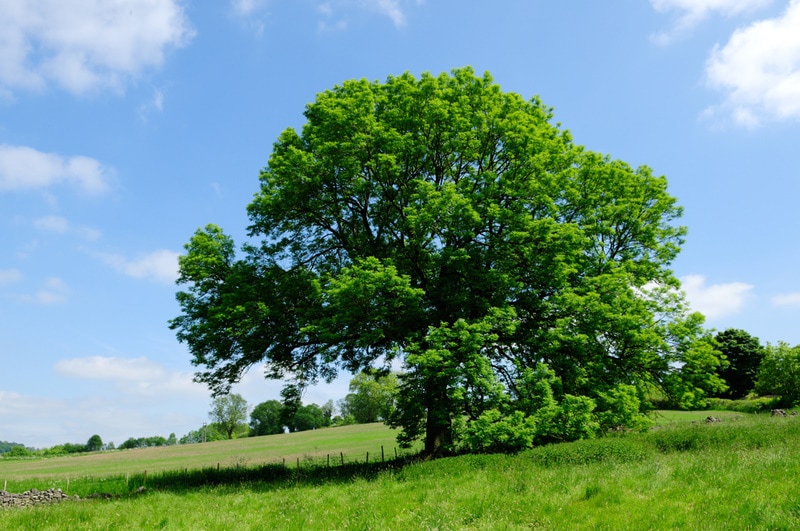 blue ash tree