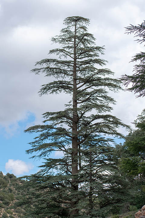 Blue Atlas Cedar