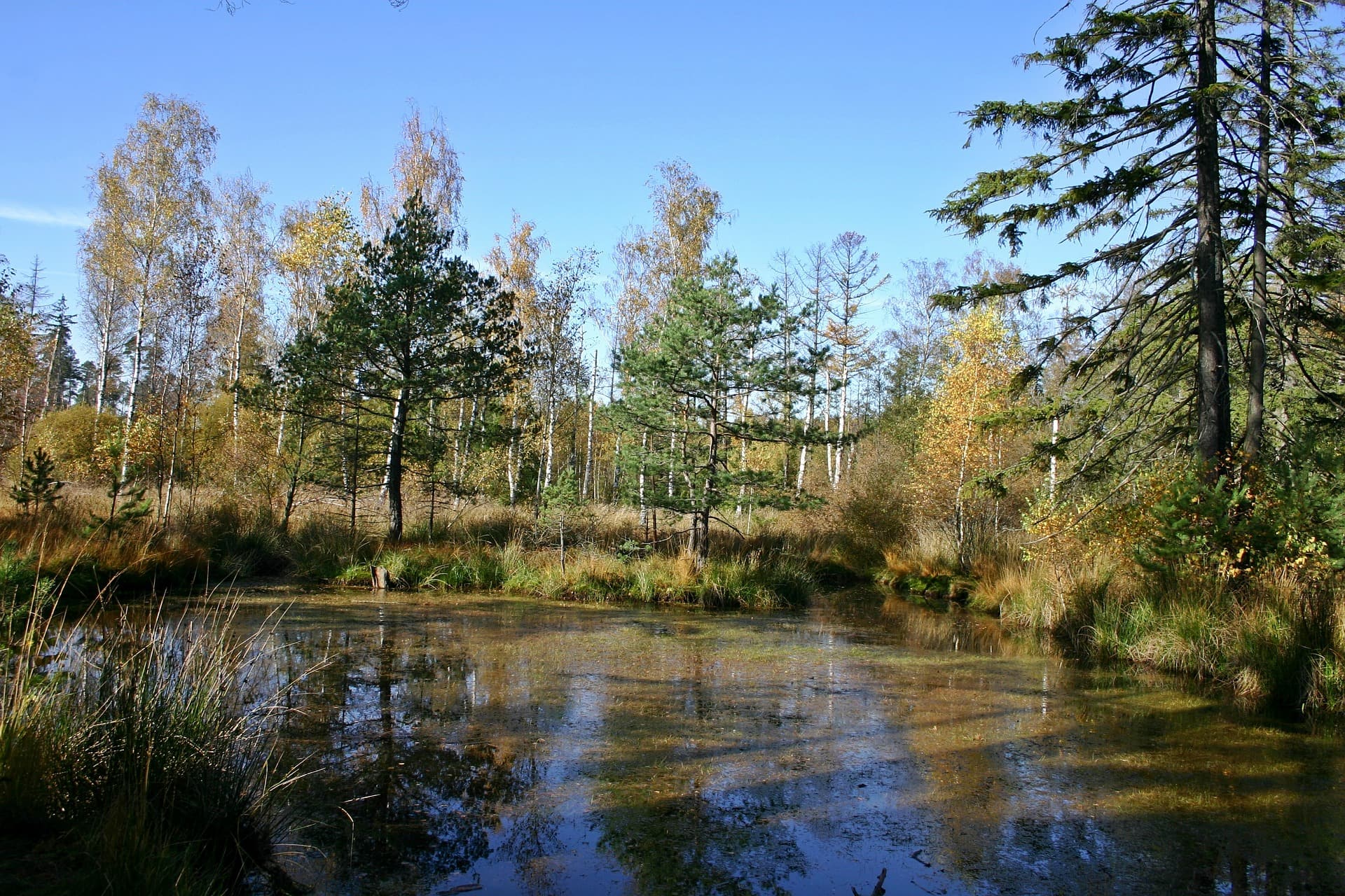 bog birch