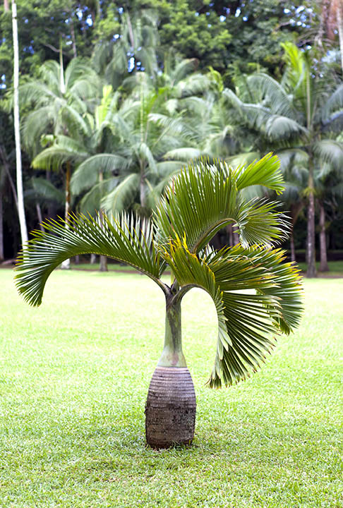 Bottle palm tree
