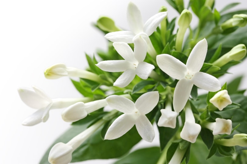 bouvardia flower