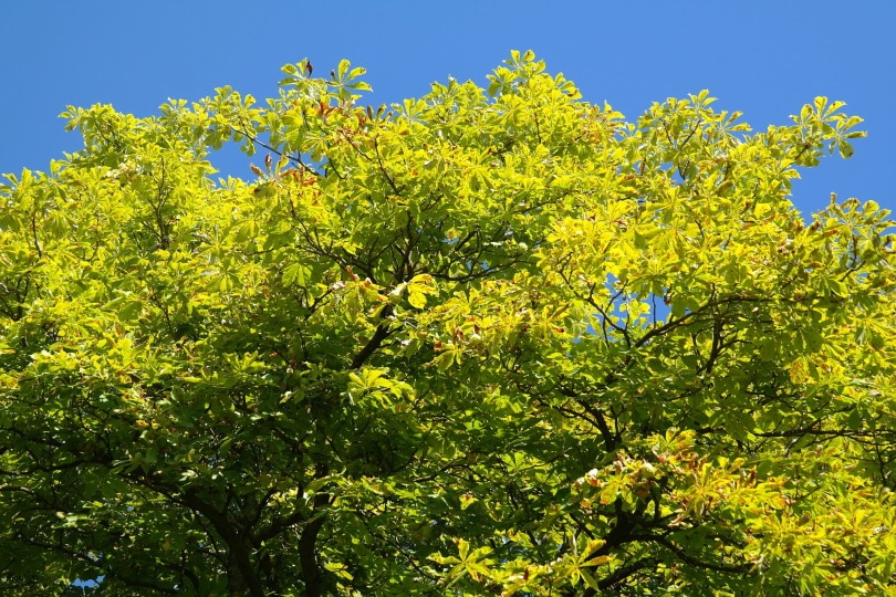 buckeye tree
