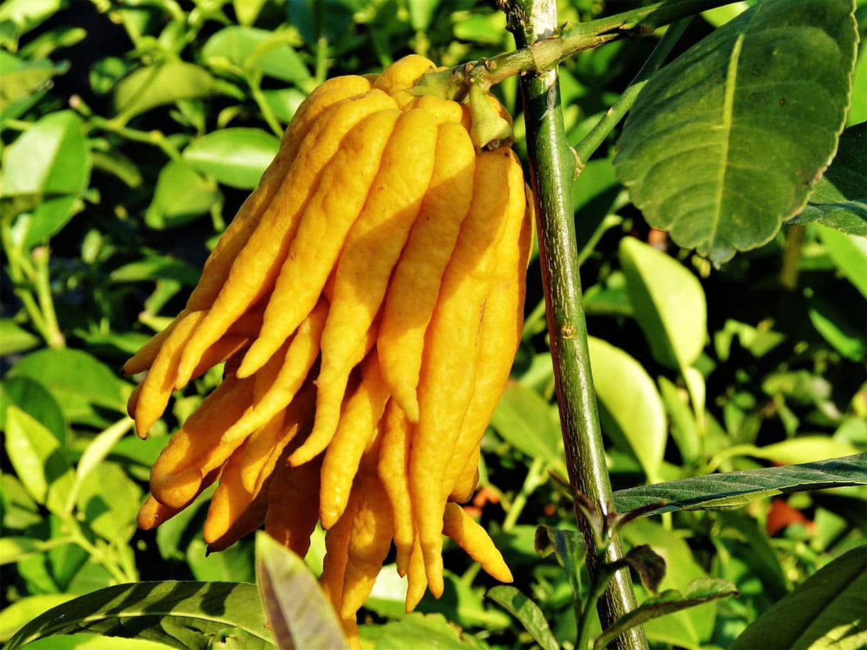 buddha's hand lemon tree