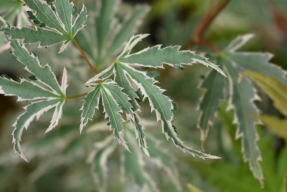 Butterfly maple tree