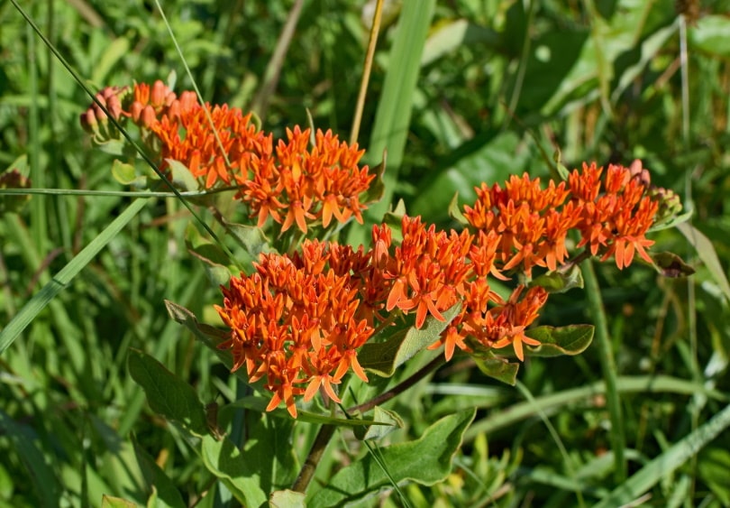butterfly weed flower (Asclepias tuberosa)