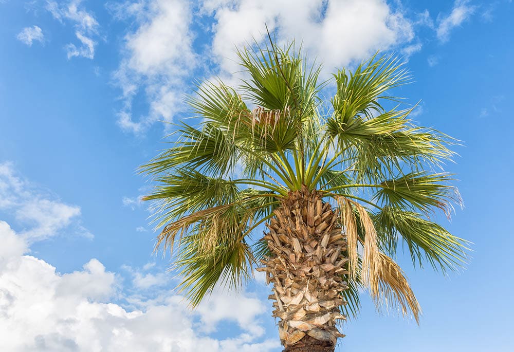 California Fan Palm tree