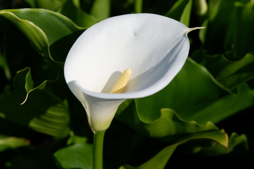 calla lily