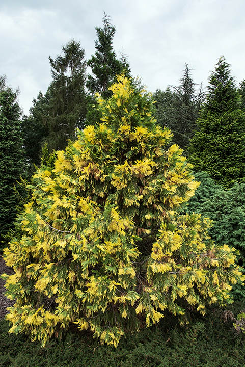 Calocedrus decurrens