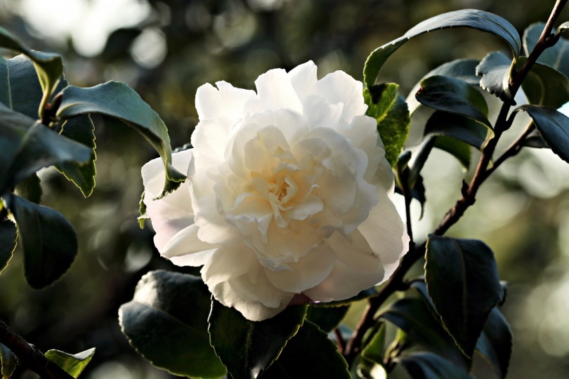 camellia