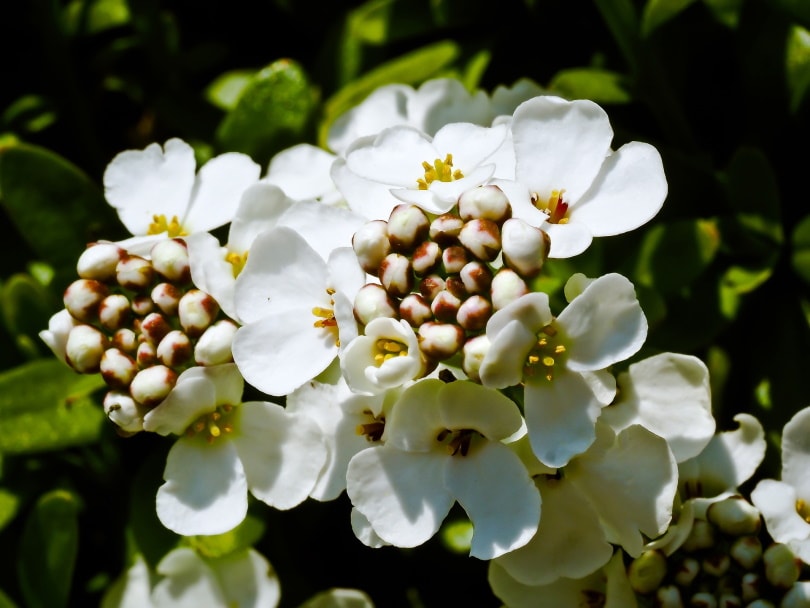 candytuft flower