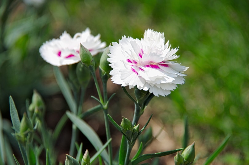 carnation flower