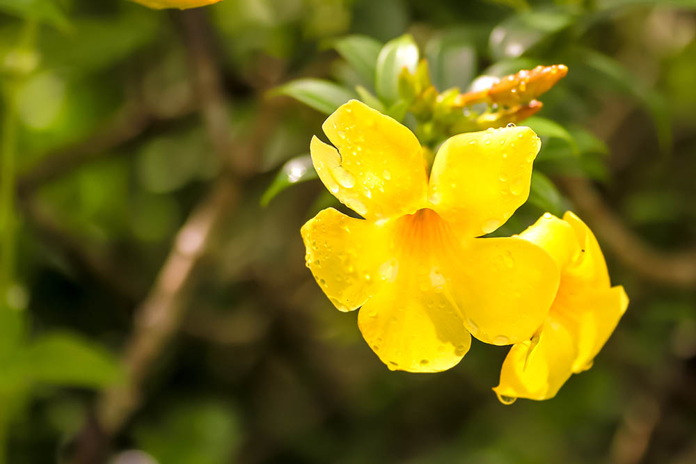 carolina jessamine