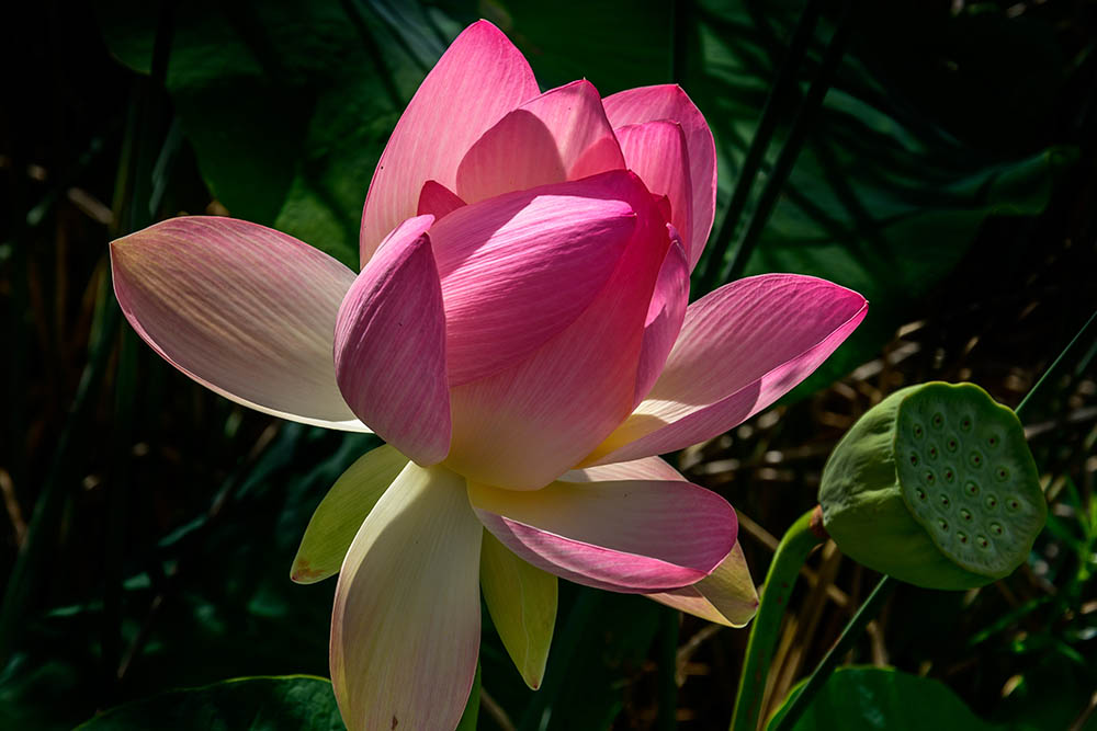 Carolina Queen lotus